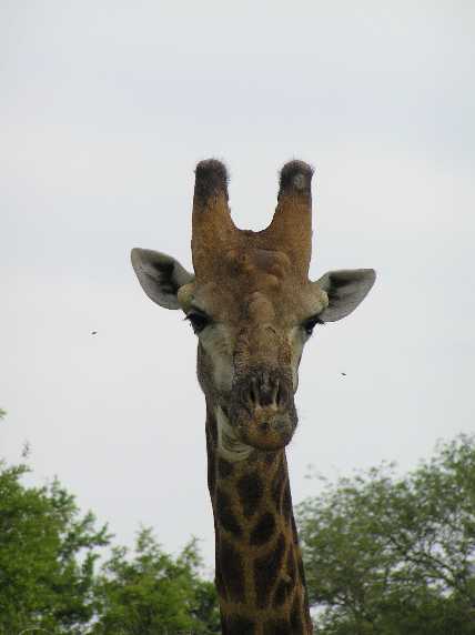 036_Giraffenportrait.JPG