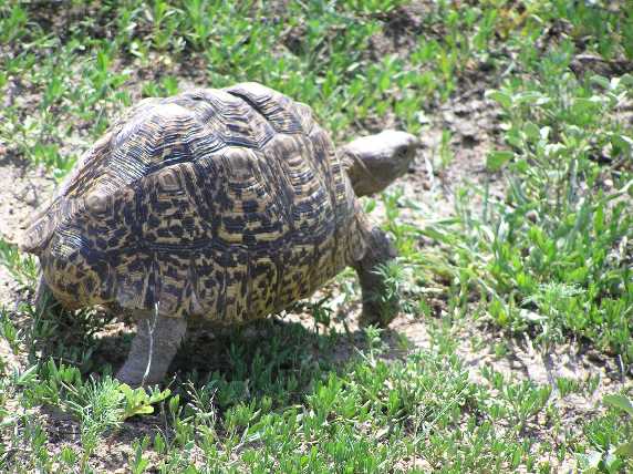 041_Schildkroete.JPG