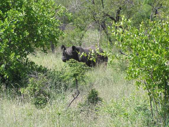 053_Spitzmaulnashorn.JPG