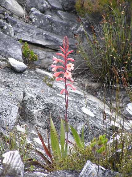 067_TafelbergBlume.JPG