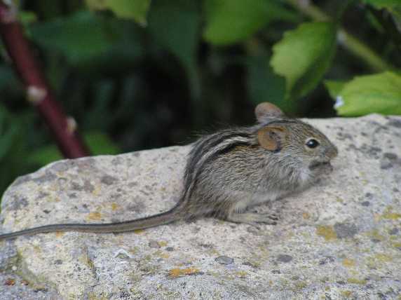 098_CapepointMaus.JPG