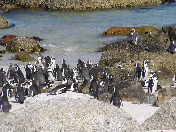 099_Pinguine.JPG